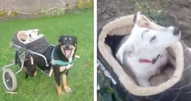 Handicapped Dog Gives Blind and Deaf Buddy a Lift