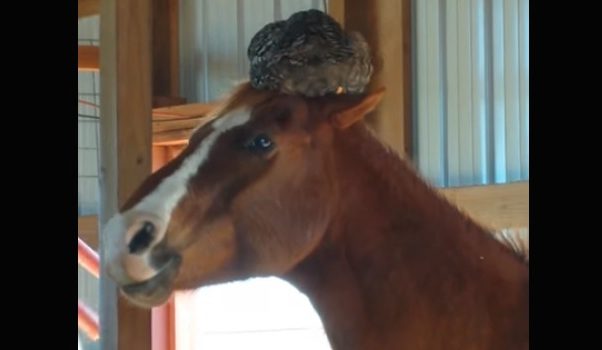 Woman Checks On Her Horse And Finds Hilarious Surprise On His Head