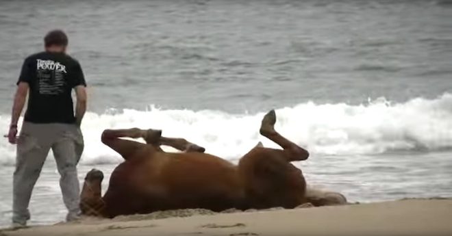 Man Films Horses Running Free On Beach And Rolling In The Sand