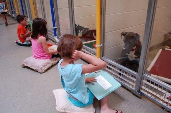 Little Girl Sits Down With A Pit Bull And Starts To Read As Part Of Special Program