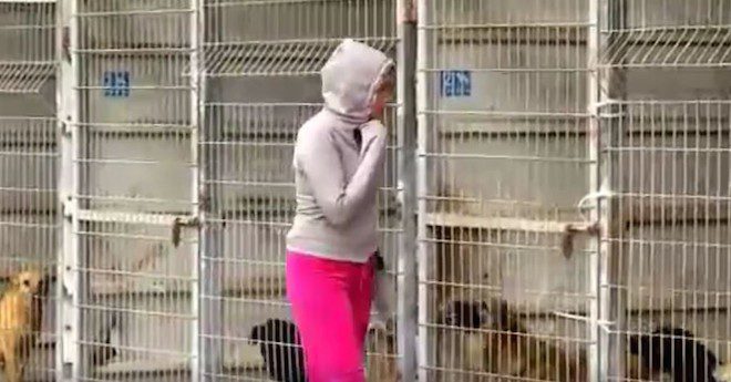 Woman Went To Save Some Homeless Dogs And Ended Up Buying The Entire Shelter