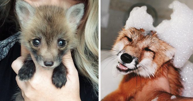This Little Fox Is The Happiest Fox On Earth