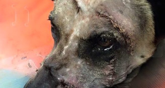 Brave K9 Officer Is Attacked With Machete But Keeps On Going Until He Catches Suspect