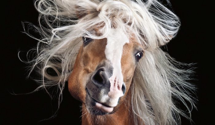 Beauty Of Horses Captured In Photographer’s Stunning Portraits