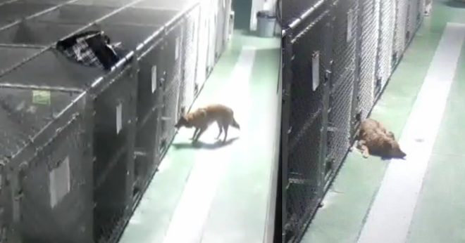Dog Breaks Out Of Kennel To Comfort Crying Foster Puppies