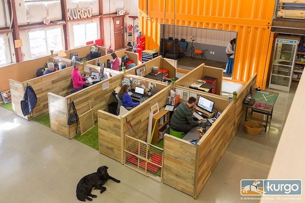 A Peek Inside The Dog Friendliest Office You Will Ever See