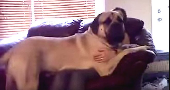 English Mastiff lap dog