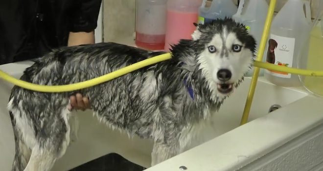 Mishka has a shower