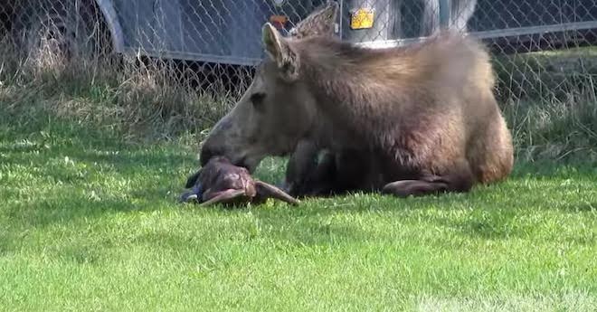 Moose Gives Birth To Precious Twins In Woman’s Backyard