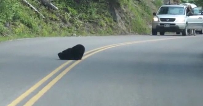 bear cubs in road