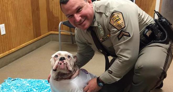 Deputy Rushes To Save Bulldog From Bleeding To Death