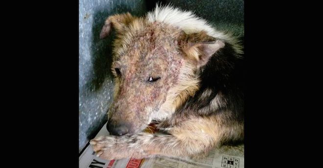 Dog Whose Owners Demanded He Be Put Down Because He Was “Yucky” Gets Second Change