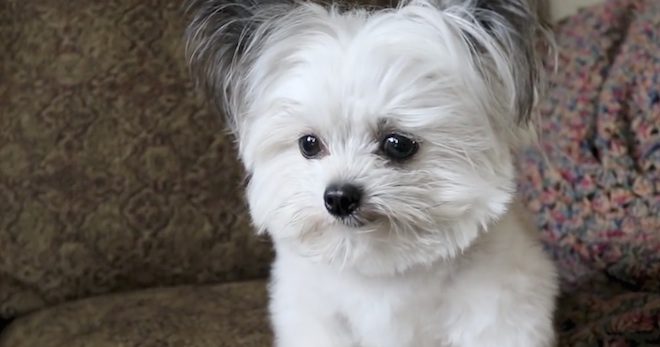 Tiny Dog Has Priceless Reaction When He Realizes He Is Getting Second Treat