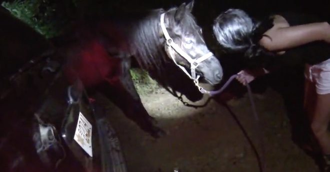 old horse saved