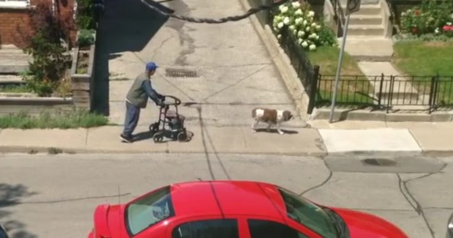 Sweet Dog Patiently Waits For His Elderly Owner During Walk