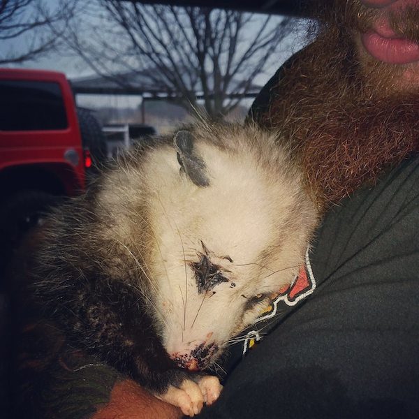 opossum-1