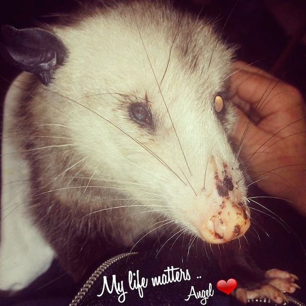 opposum-2