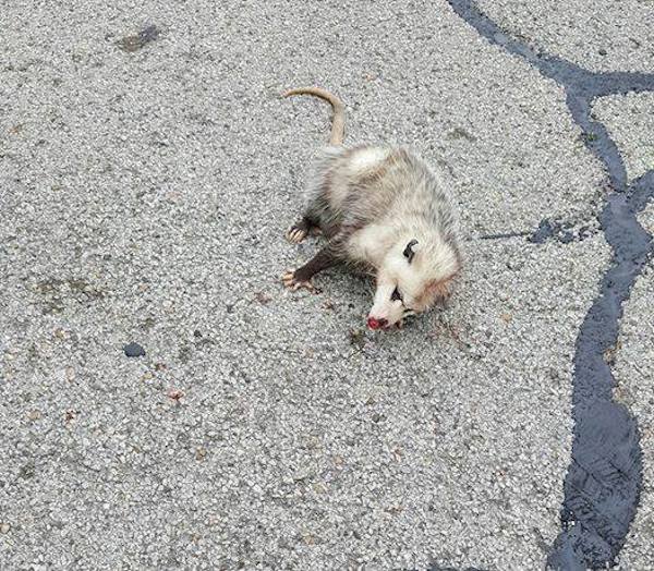 opposum-4