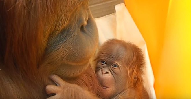 orangutan baby