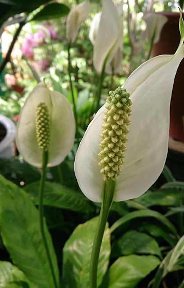 Peace lily