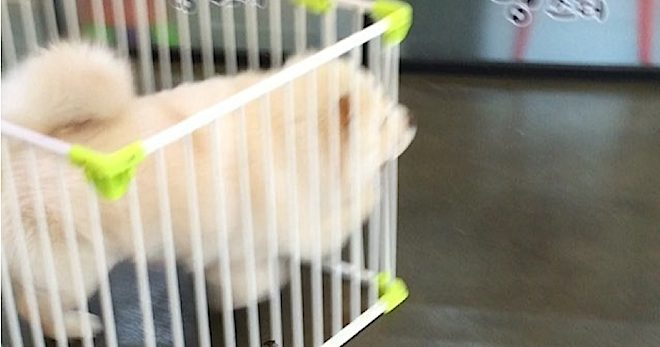 Dog Placed In Playpen At Restaurant To Stay Put Has Other Ideas
