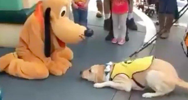 Pluto meets guide dog