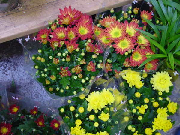 pot-mum