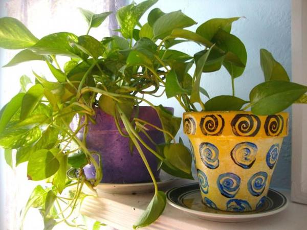 pothos