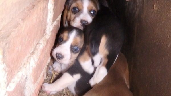 puppies-wall