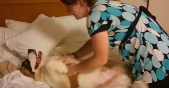 Adorable St. Bernard Puppy Does Not Want To Go To Bed Yet