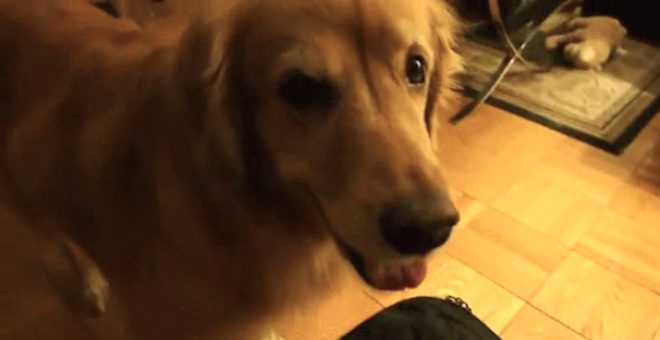 dog looks for present