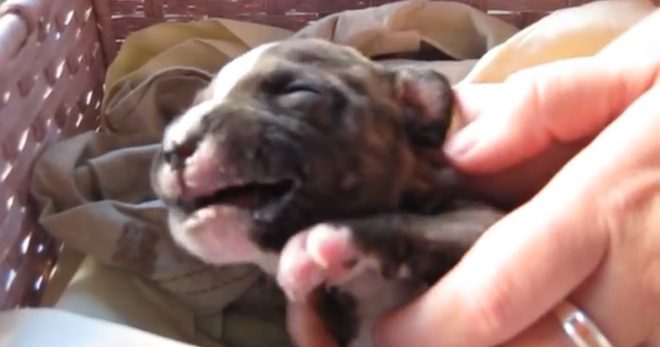 Abandoned Puppy Having Seizures Makes His Rescuer Cry