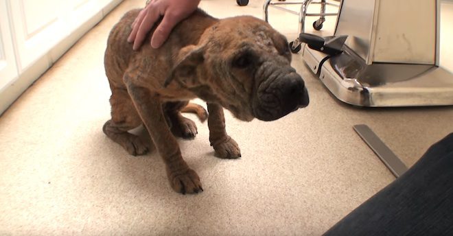 Blind Puppy On The Verge Of Dying Regains His Sight And Soul Thanks To Loving Vet