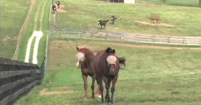 Former Champion Racehorses Saved From Slaughterhouse By Special Animal Retirement Home