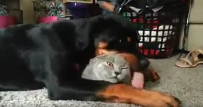 Cat Befriends Rottweiler And Gets More Than He Bargained For