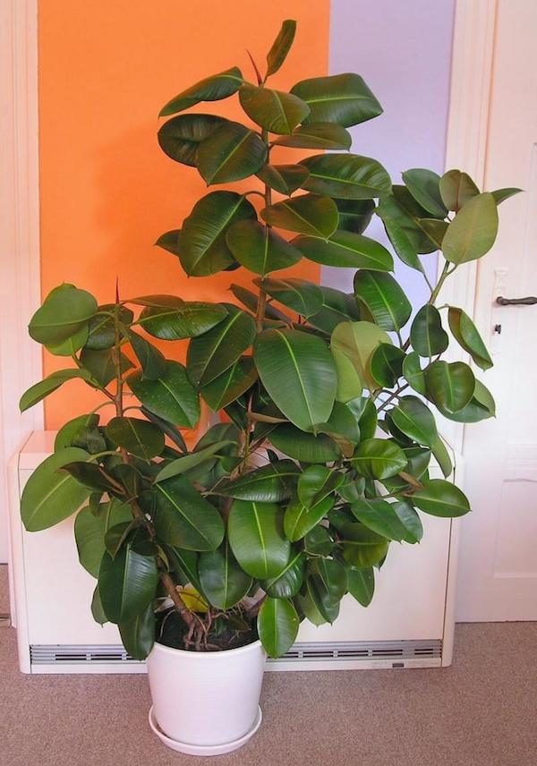 rubber-plant