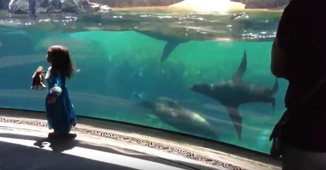 sea lion concerned