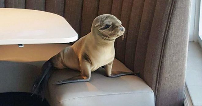 Starving Sea Lion Pup Sneaks Into Upscale Seafood Restaurant