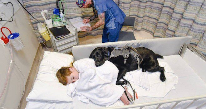 service dog loyal to boy