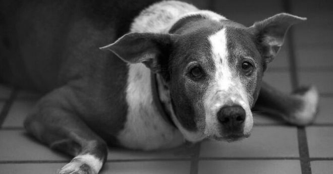 Heartbreaking Letter Inspires Senior Dog’s Adoption After Living 5 Years in Shelter