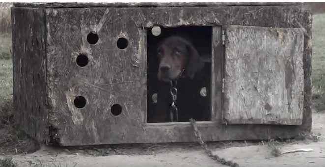 dog rescued from chain and box