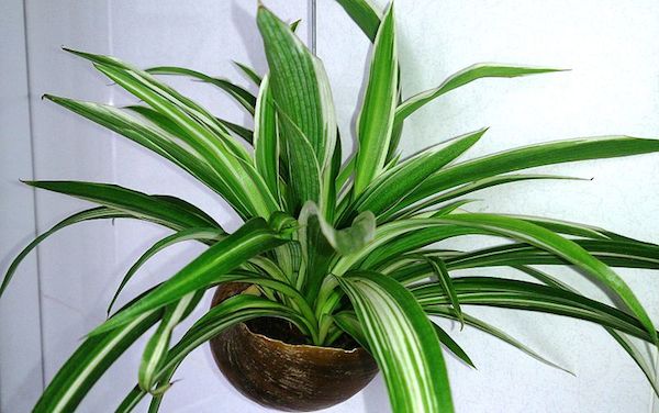 spider-plant