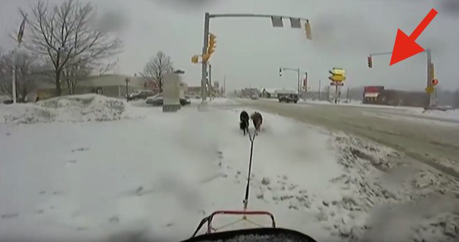 Woman Dog Sleds With Border Collies To Tim Horton’s Drive-Thru