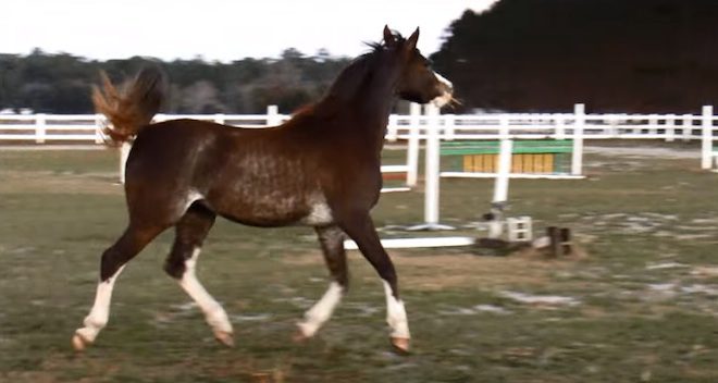 Watch This Stunning Arabian Horse ‘Dance’ While Trotting