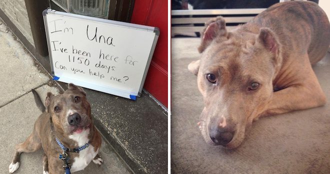 deaf dog looking for home