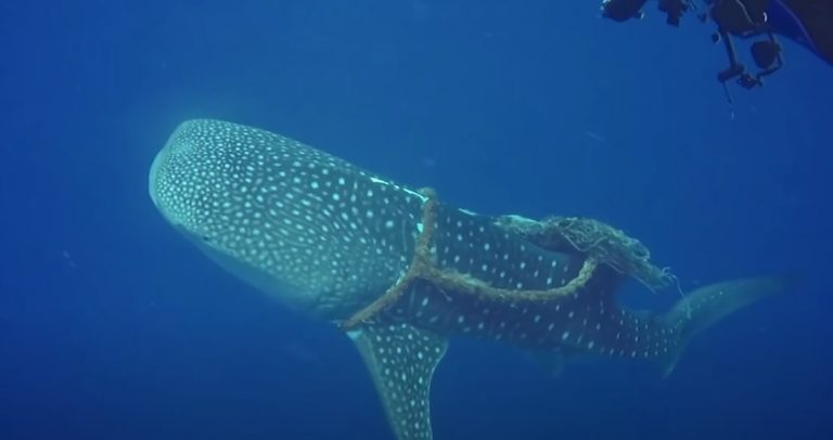 Divers Free Whale Shark From Fishing Rope Noose