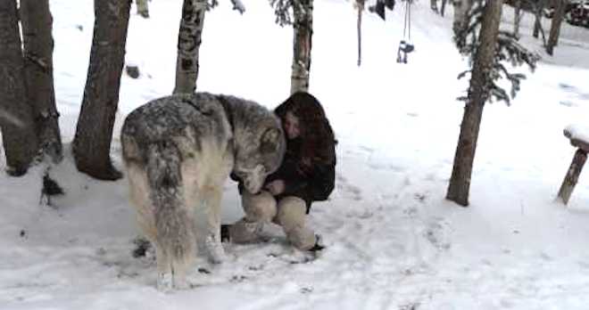wolf snuggle