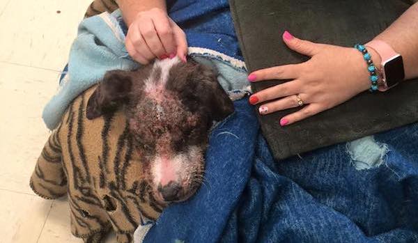 Meth-Addicted Puppy Saved From Ditch Refuses To Give Up