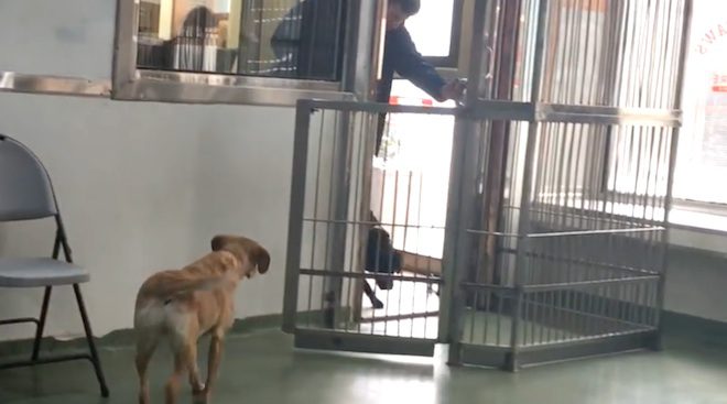 Heartwarming Moment Rescued Dog Reunites With Her Siblings Who She Hasn’t Seen Since She Was A Puppy