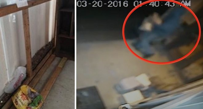 Community Reacts After Thieves Stole All Of This Animal Shelter’s Food